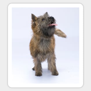 Cairn Terrier 2 Sticker